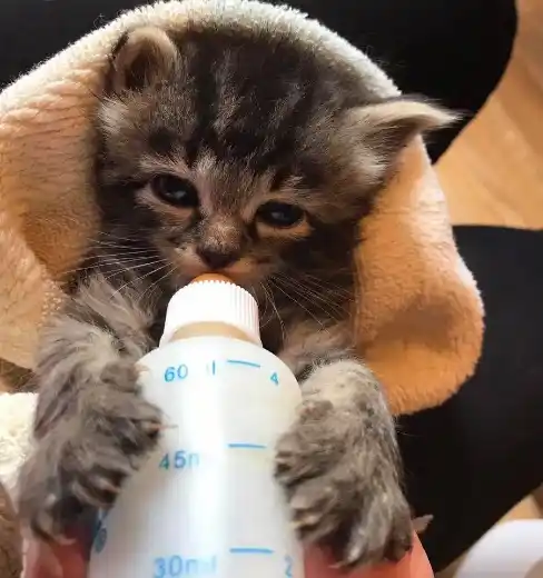 Picture for category Canine & Feline Nursing Accessories